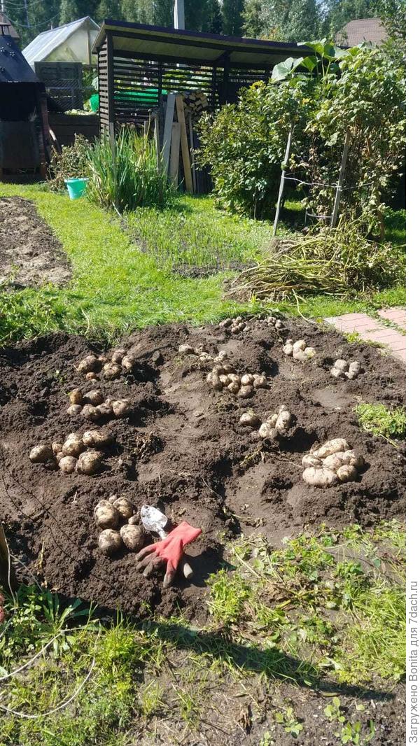 Начали копать раннюю картошку, иначе копать будет нечего