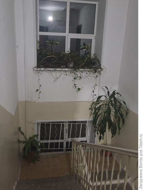 Драцены-сиротки