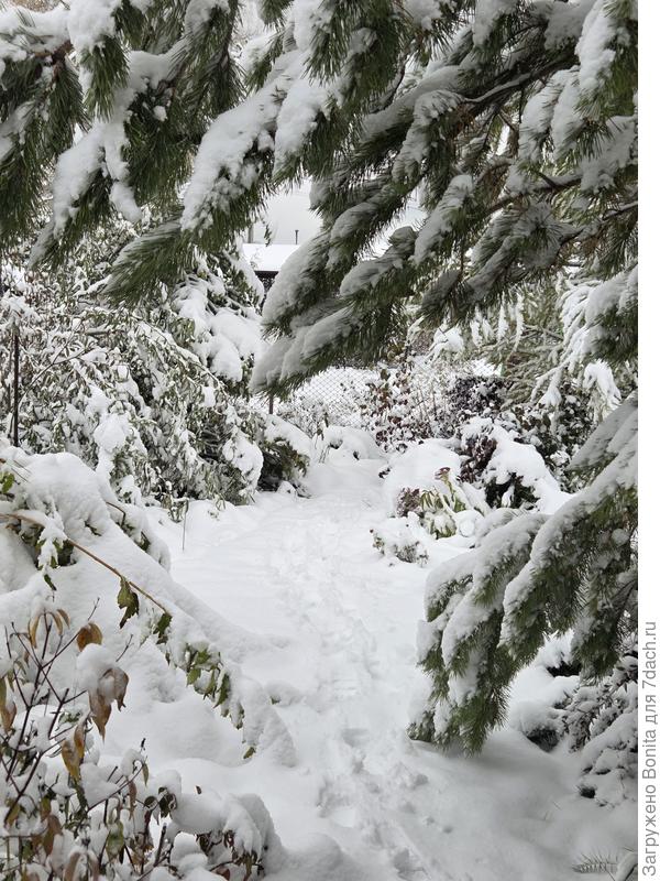 По следам на снегу можно понять высоту выпавшего снега.
