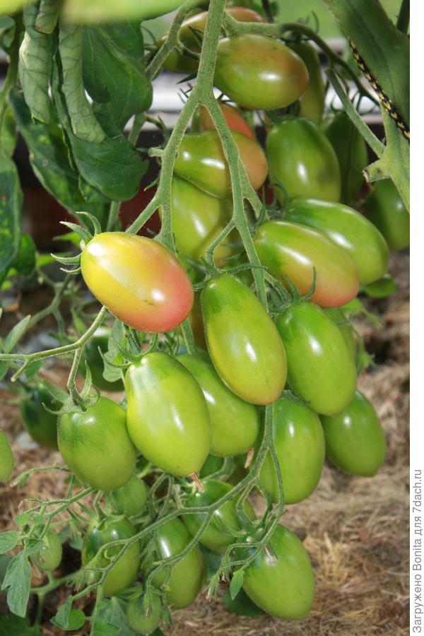 Очень урожайный