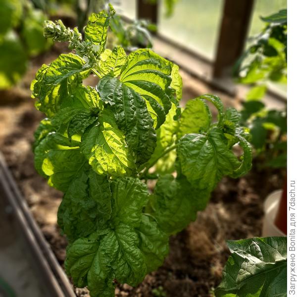 Базилик Наполитано