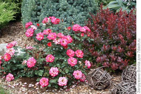 2015г, тут уже другая мульча