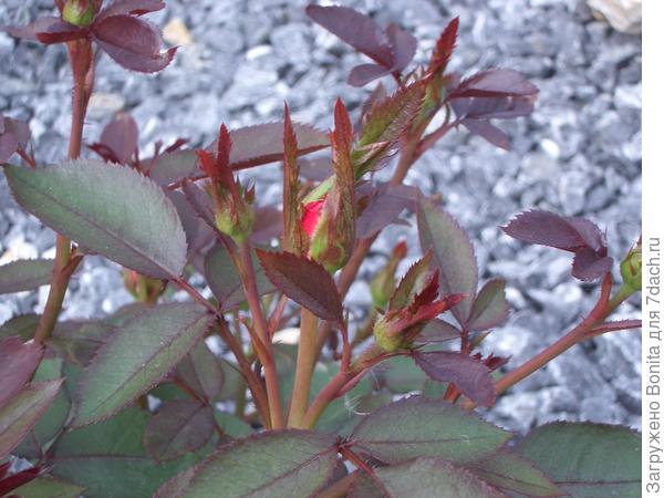 Вот они, уже с бутонами