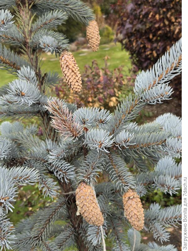 Шишки на голубой ели Хупси