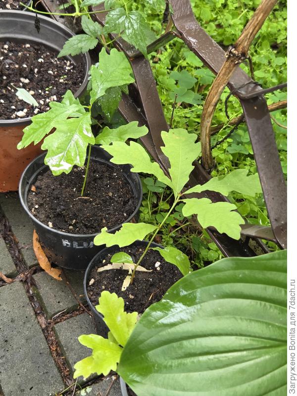 Молодые сеянцы дубков