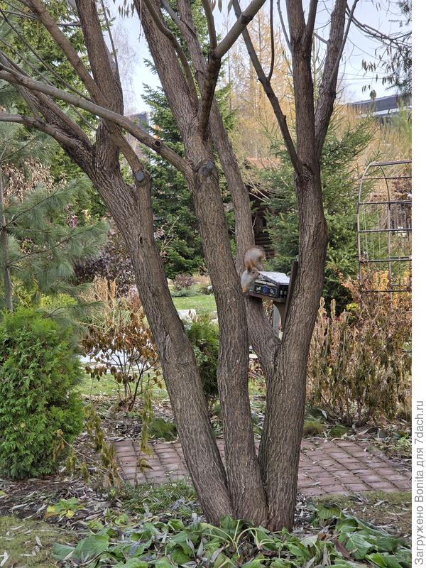 Вот так носом поднимает крышку