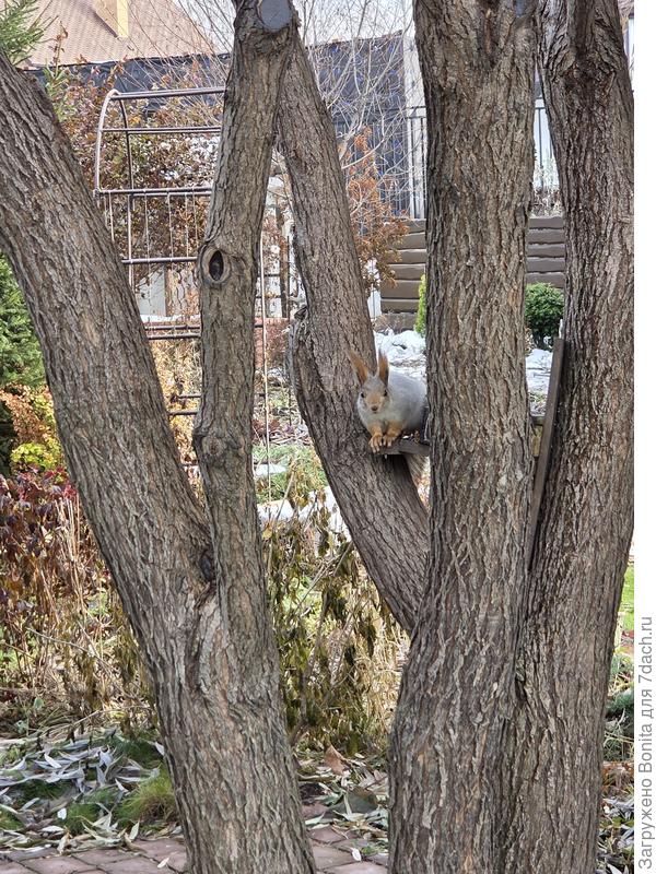 Насторожилась))