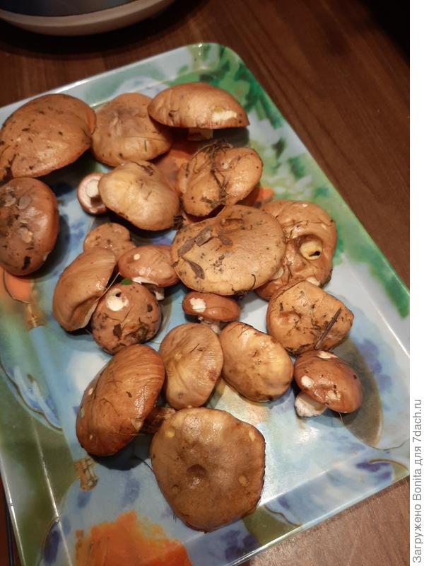 2.09.2020, маслята