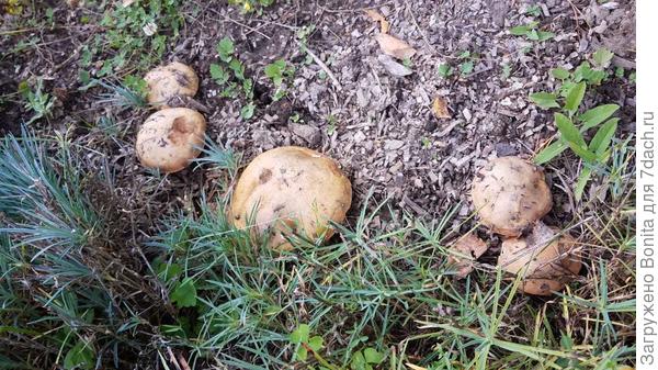 2019г., маслята