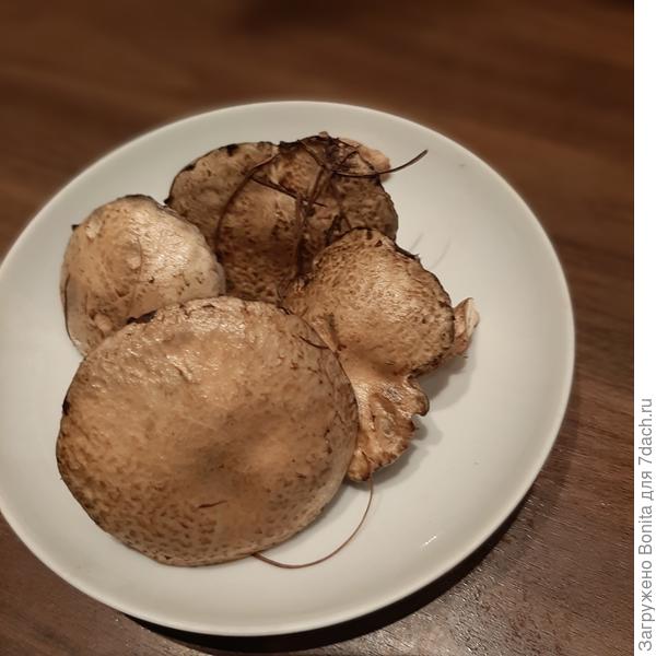 13.06.2024г. Серые маслята