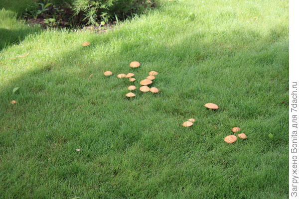 22.08.2023, маслята на газоне