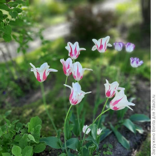 Другой сорт!