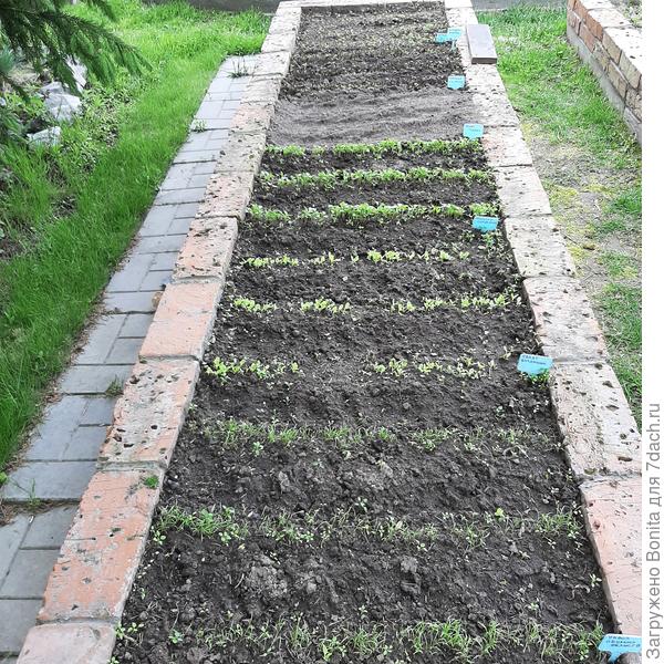 Первые всходы салатов и прочей зелени в огороде