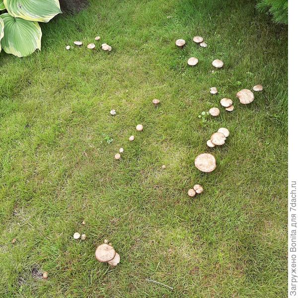 На цыпочках надо перемещаться! Грибы же растут!))