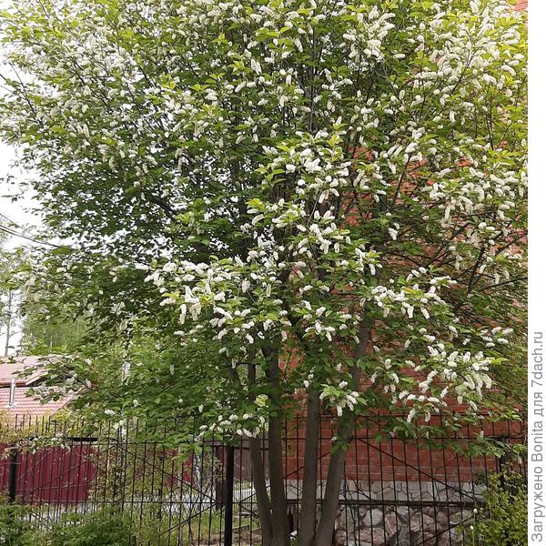 ... черемуха, ...