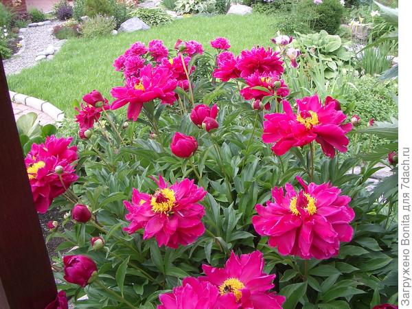 Надеюсь, что он разрастется на новом месте и покажет себя, как на этом фото - май 2009г.