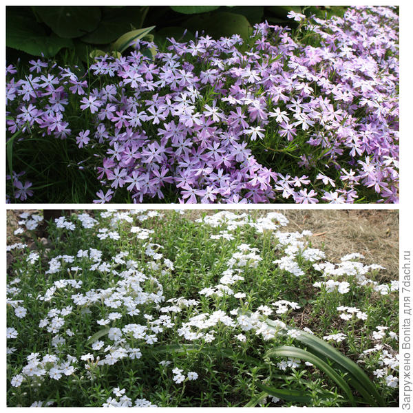 Шиловидные флоксы