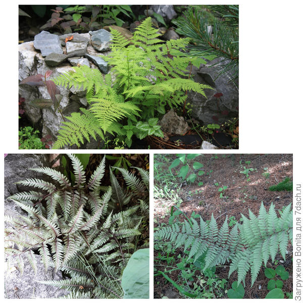 Папоротники