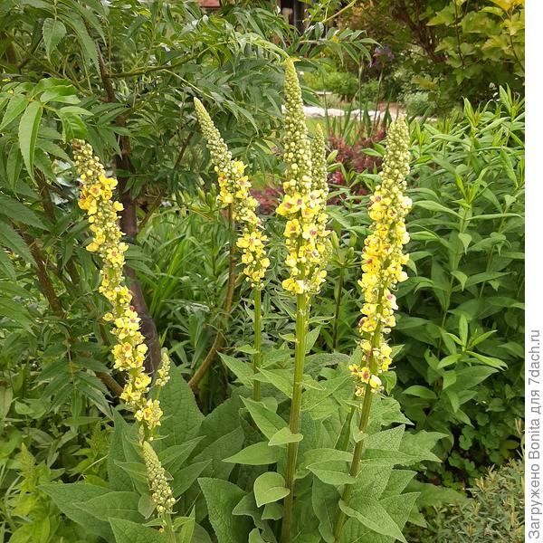 В поддержку ей вербаскум
