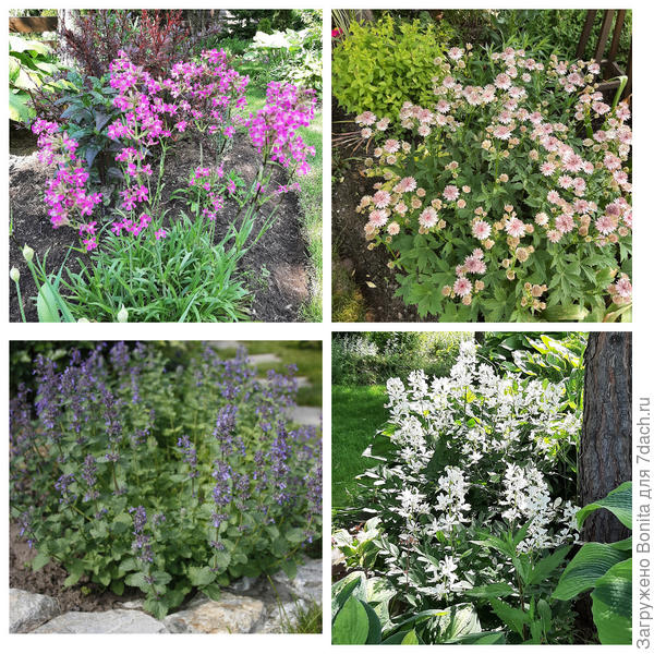 Разные цветущие многолетники в саду