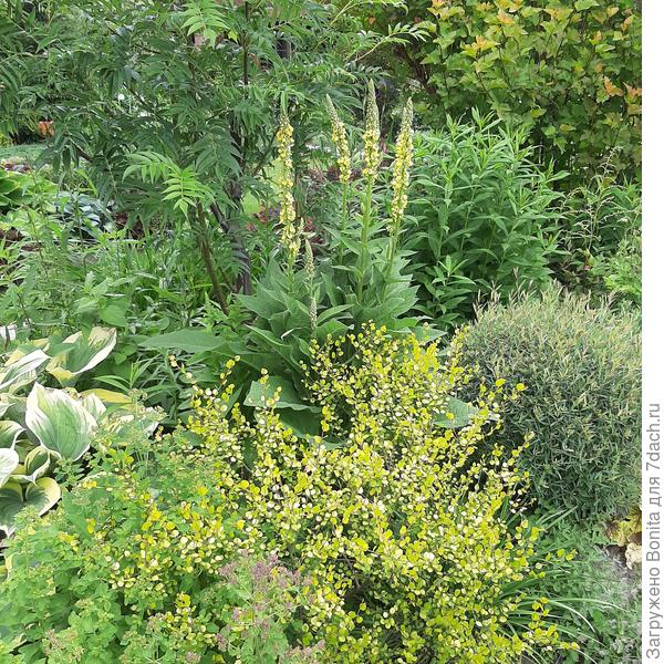 Березка карликовая Голден Дрим с золотистой листвой весь сезон