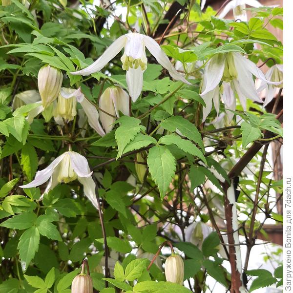 На этом фото княжик - отсаженный самосевный сеянец, не повторил своего махрового родителя.