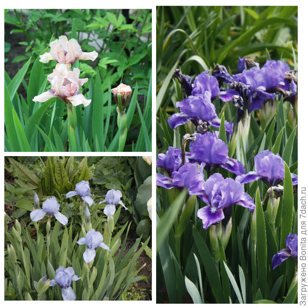 Бордюрные ирисы