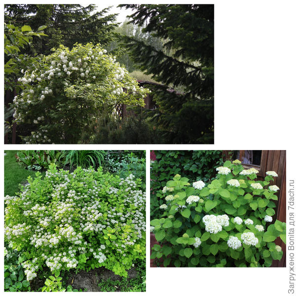 Зацветают кустарники