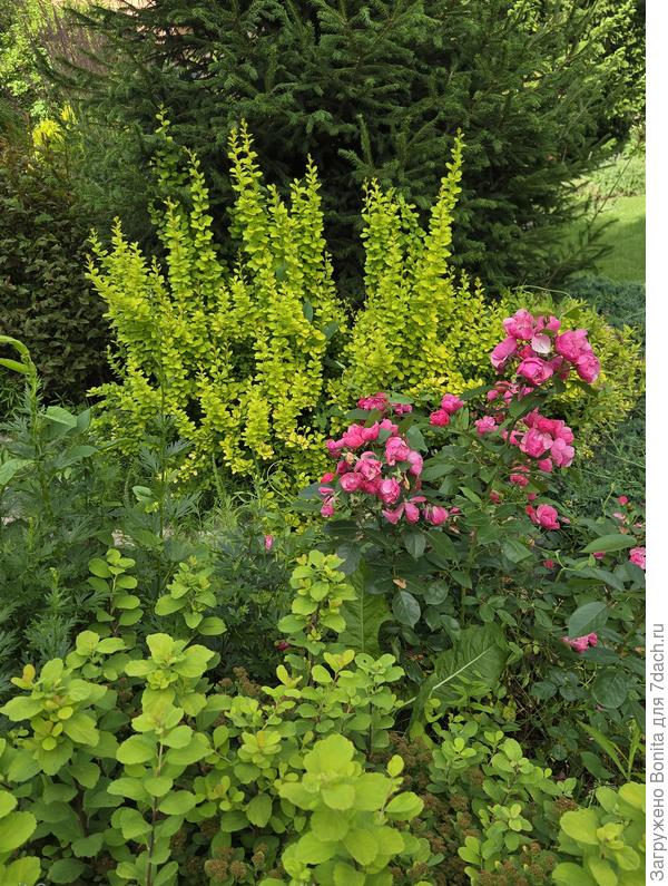 Тут попала в кадр ветка Ангелы