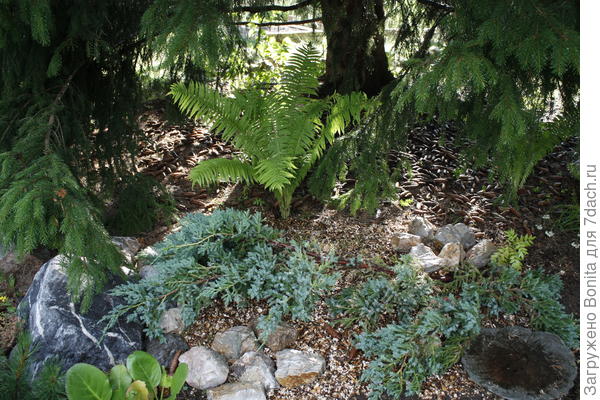 В тени большой ели