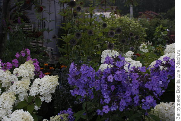 То же место, тот же флокс, что на фотографии, вечерняя съемка