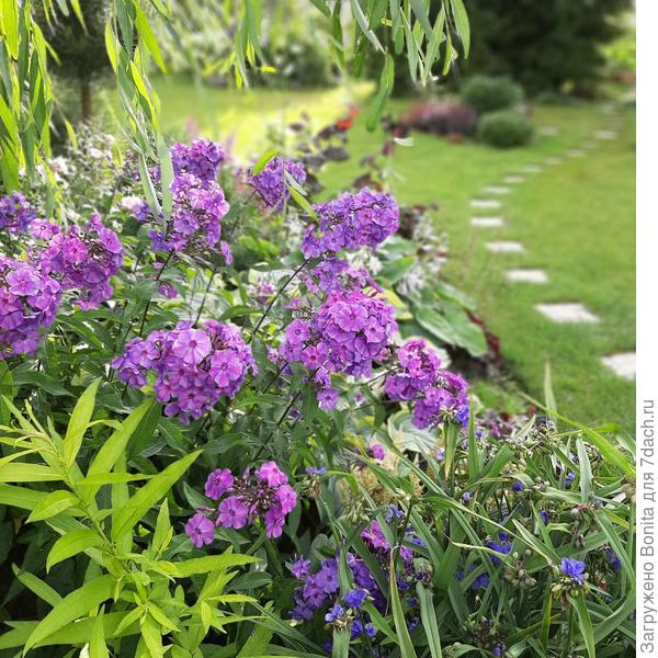 Этот же сорт, в другом цветнике днем