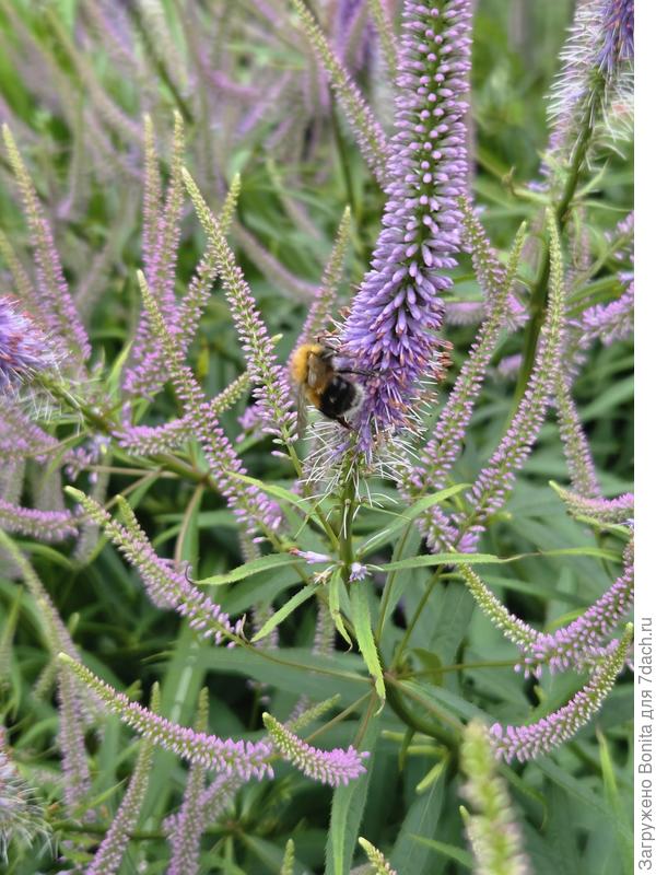 Шмелики, обожают вероникаструм.