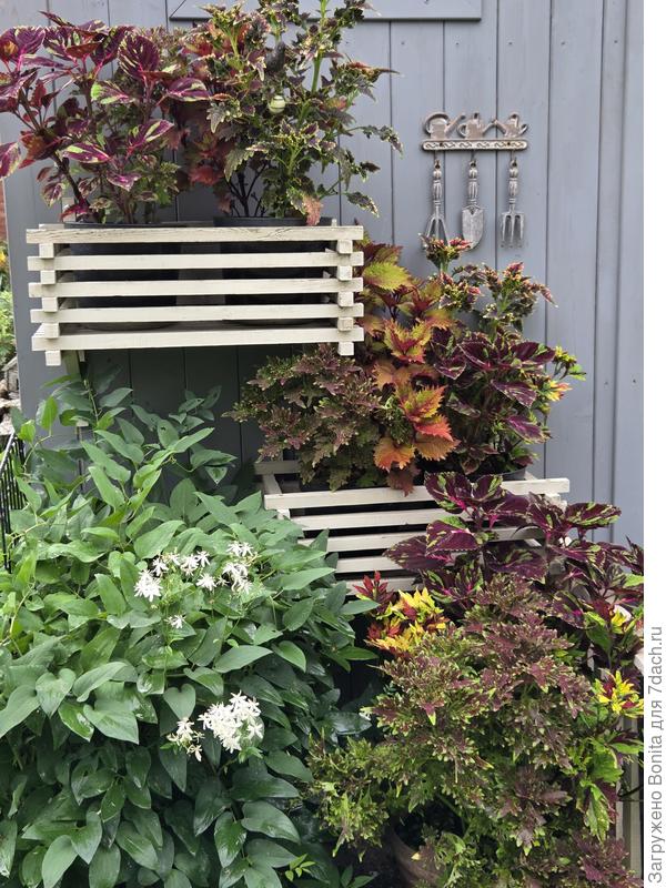 Колеусы на привычном месте.