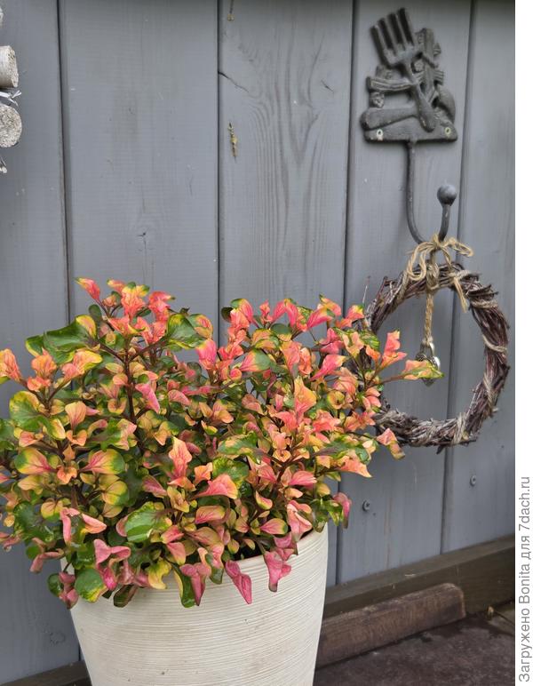 И становится вот такой яркой.