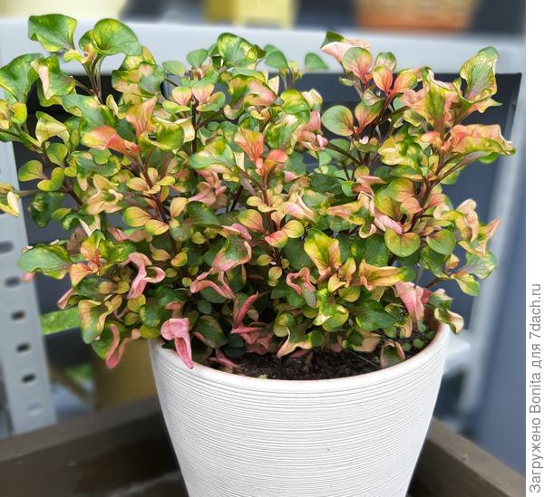 Это тоже альтенатера, но другой вид. Зимой, в квартире имеет только зеленые оттенки, в саду начинает меняться.