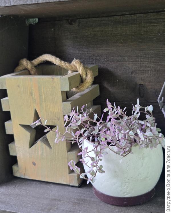 Горшочек с домашней традесканцией стоял на другом стеллаже.