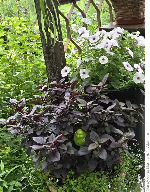 Альтенатера. Впервые выращивала.