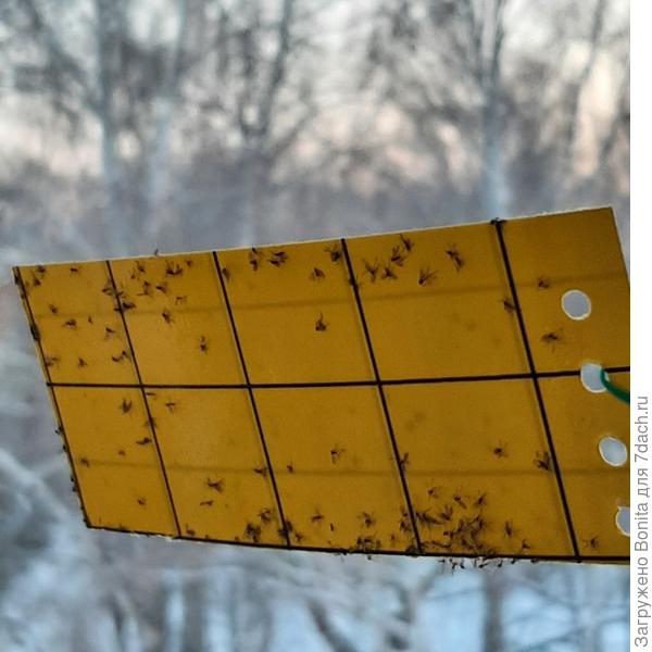 "мошки" на липучке