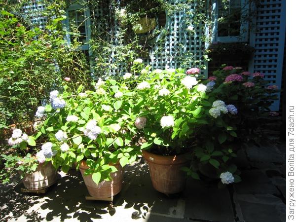 Во дворе дома в Филадельфии