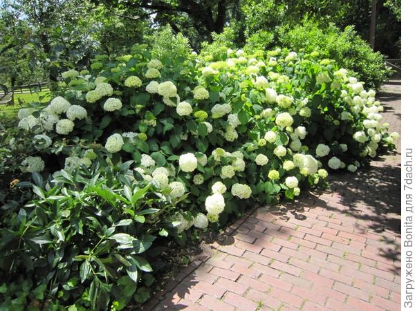 Это снимала в саду Бертрама в Филадельфии