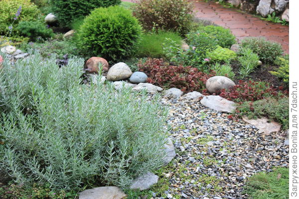 У нее и без цветения кустик аккуратненький