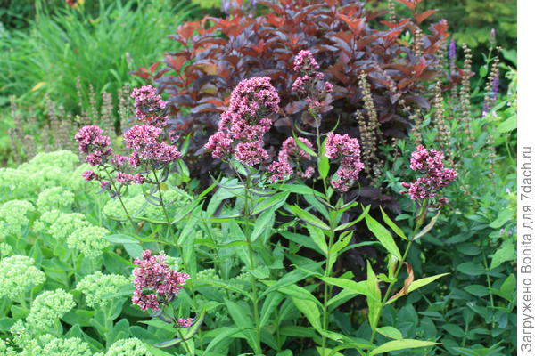 В том числе и флоксы Филингс