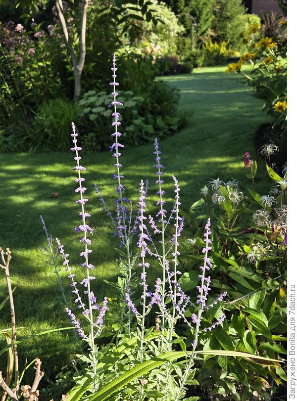 Перовския никак не хочет разрастаться. Уже меняла ей место, но все же не хватает ей солнца.