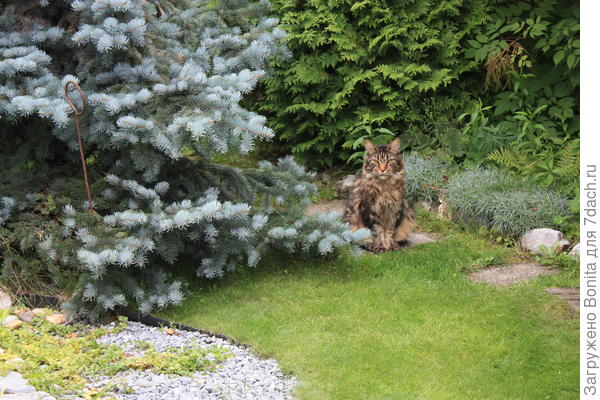 Пришел гость