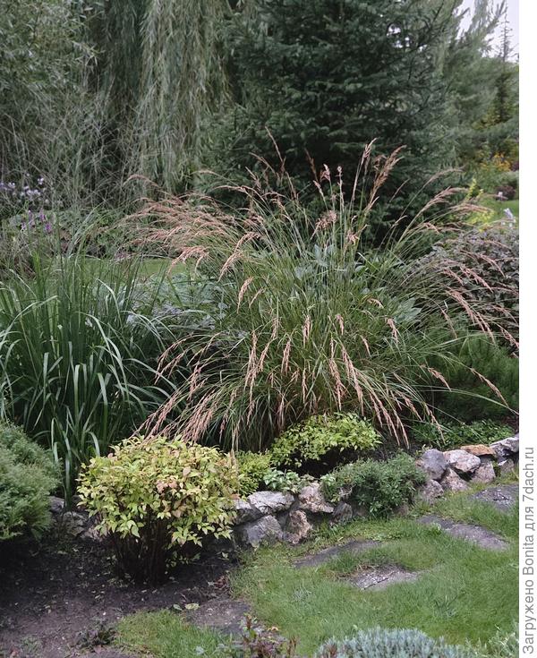 А здесь развалило дождем вейник