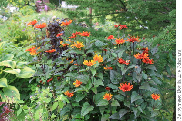 Гелиопсис Bleeding Hearts