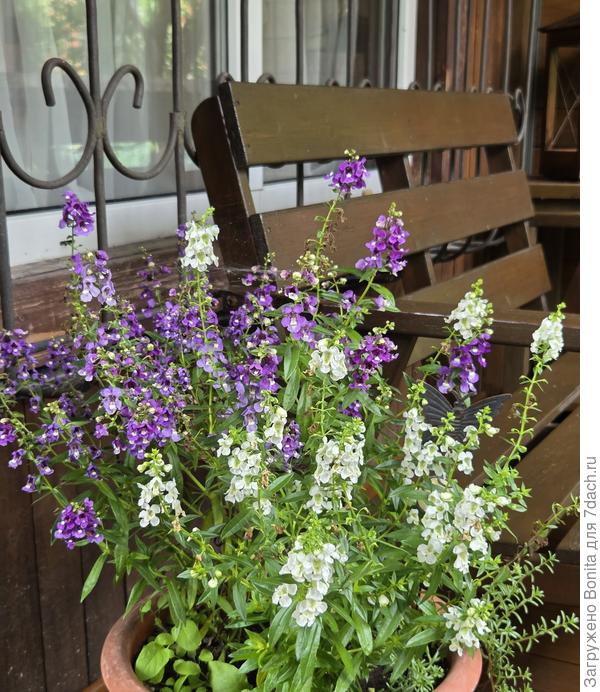 Ангелония в вазоне