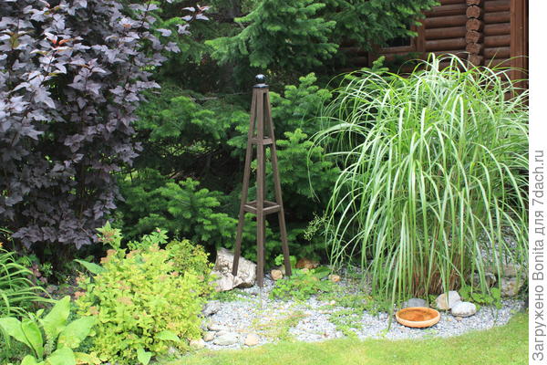 Готовятся к цветению мискантусы