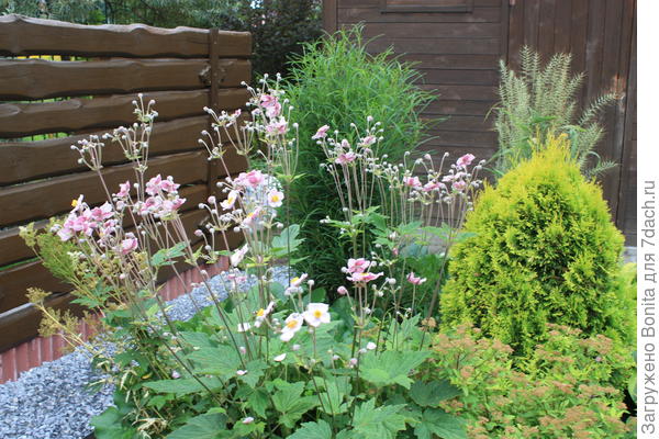 Отцветает анемона